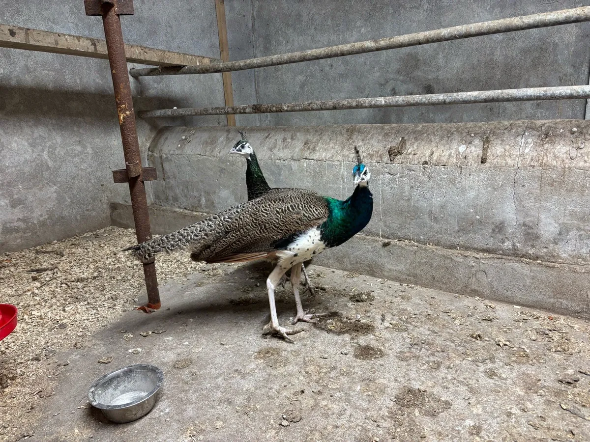 Unrelated breeding pair of peafowl - Image 3