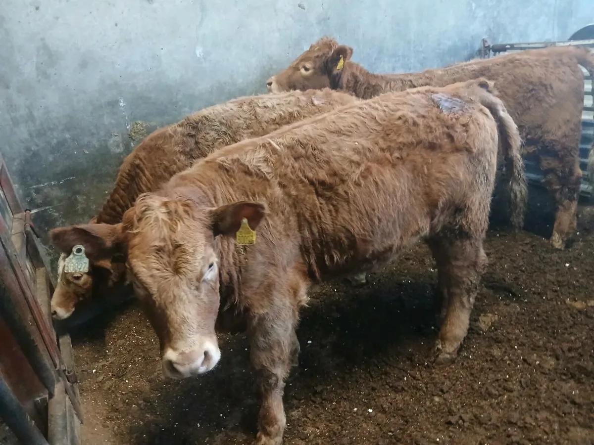 Cattle - Image 1