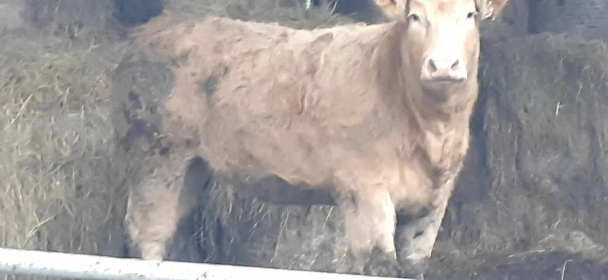 Limousin and simmental heifers for sale - Image 1