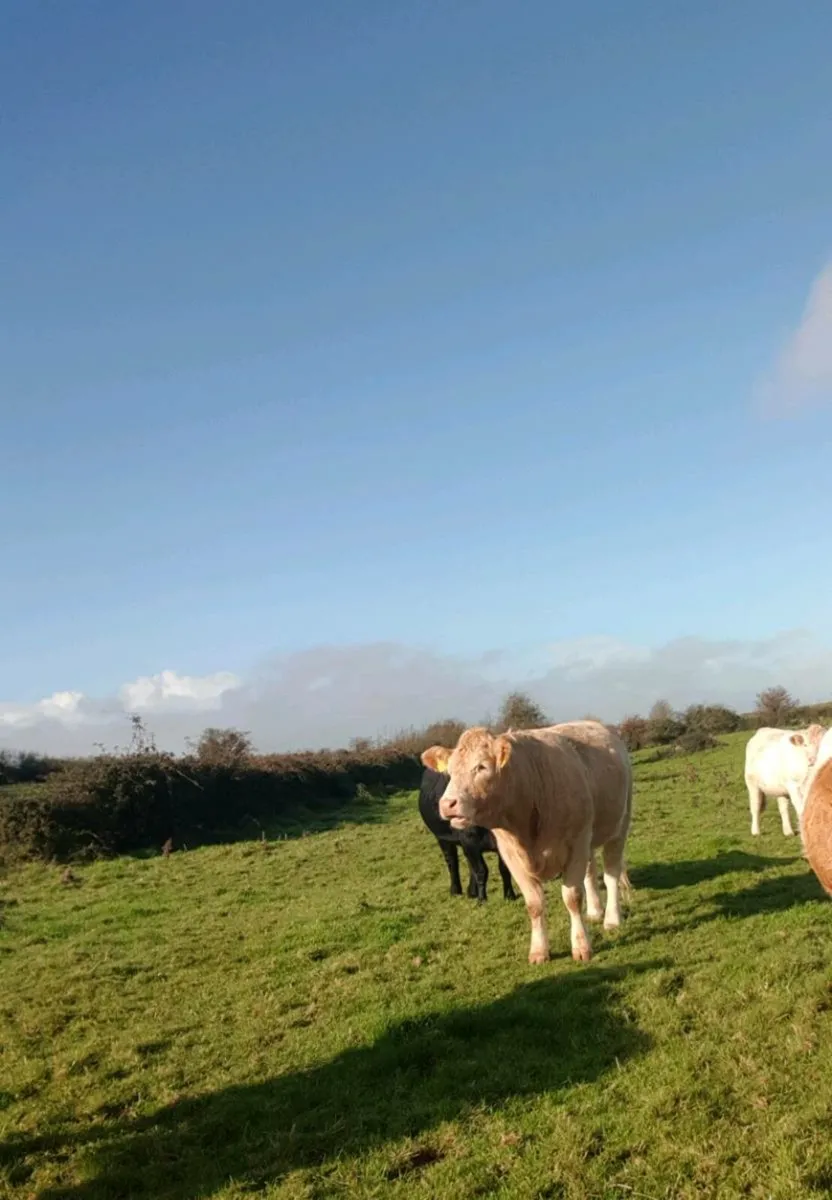 2 Charolais springers - Image 1