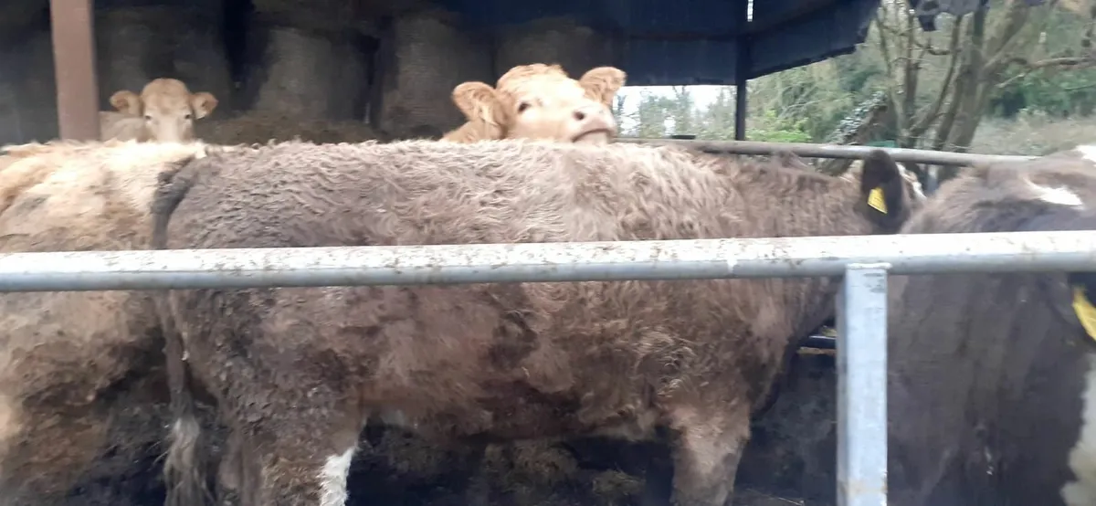 Limousin and simmental heifers for sale - Image 2