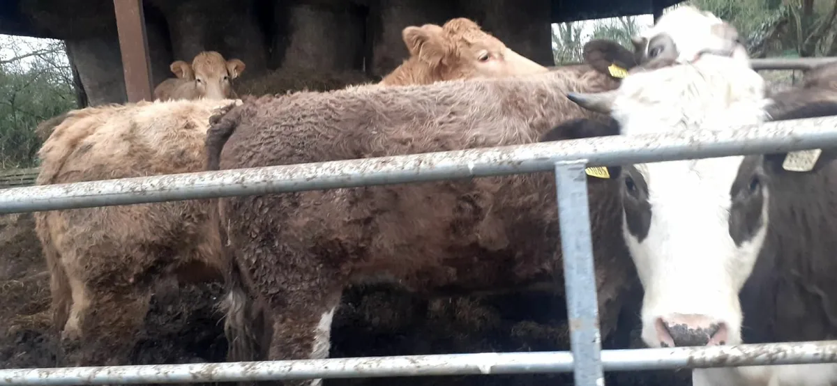 Limousin and simmental heifers for sale - Image 3