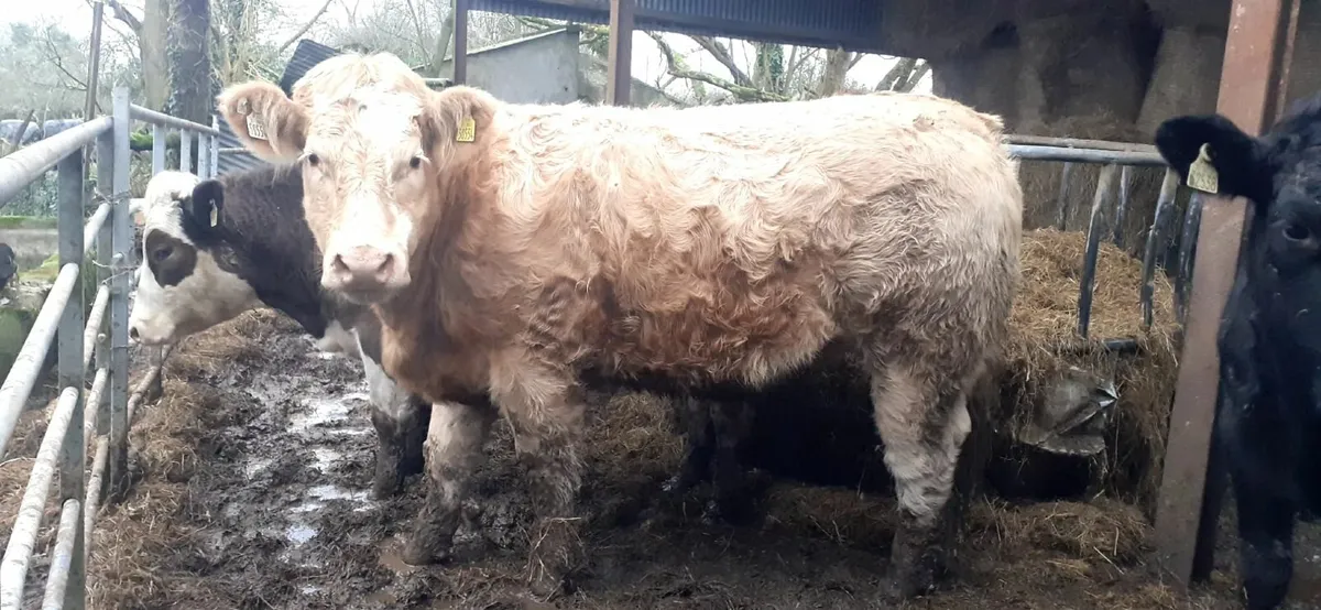 Limousin and simmental heifers for sale - Image 4