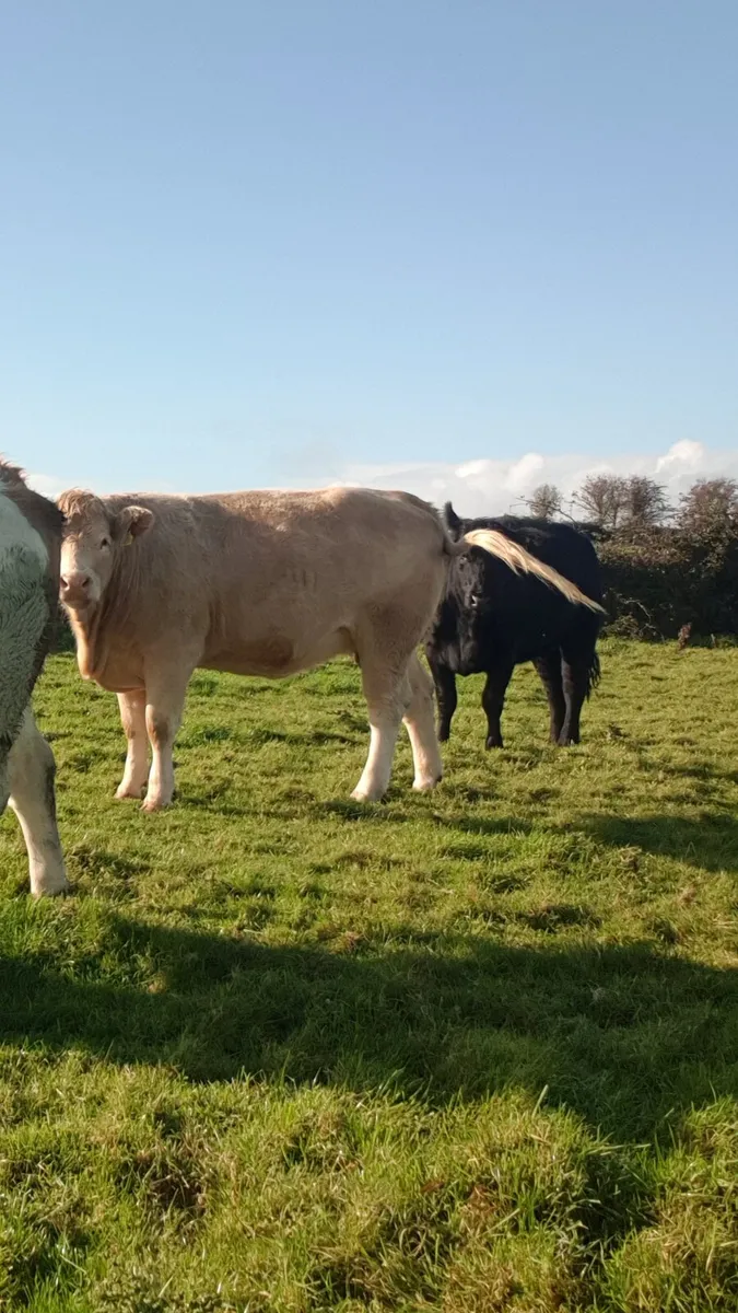 2 Charolais springers - Image 2
