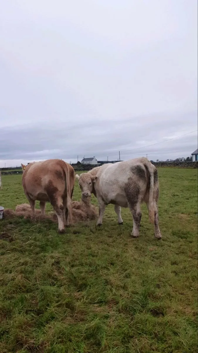 2 Charolais springers - Image 3