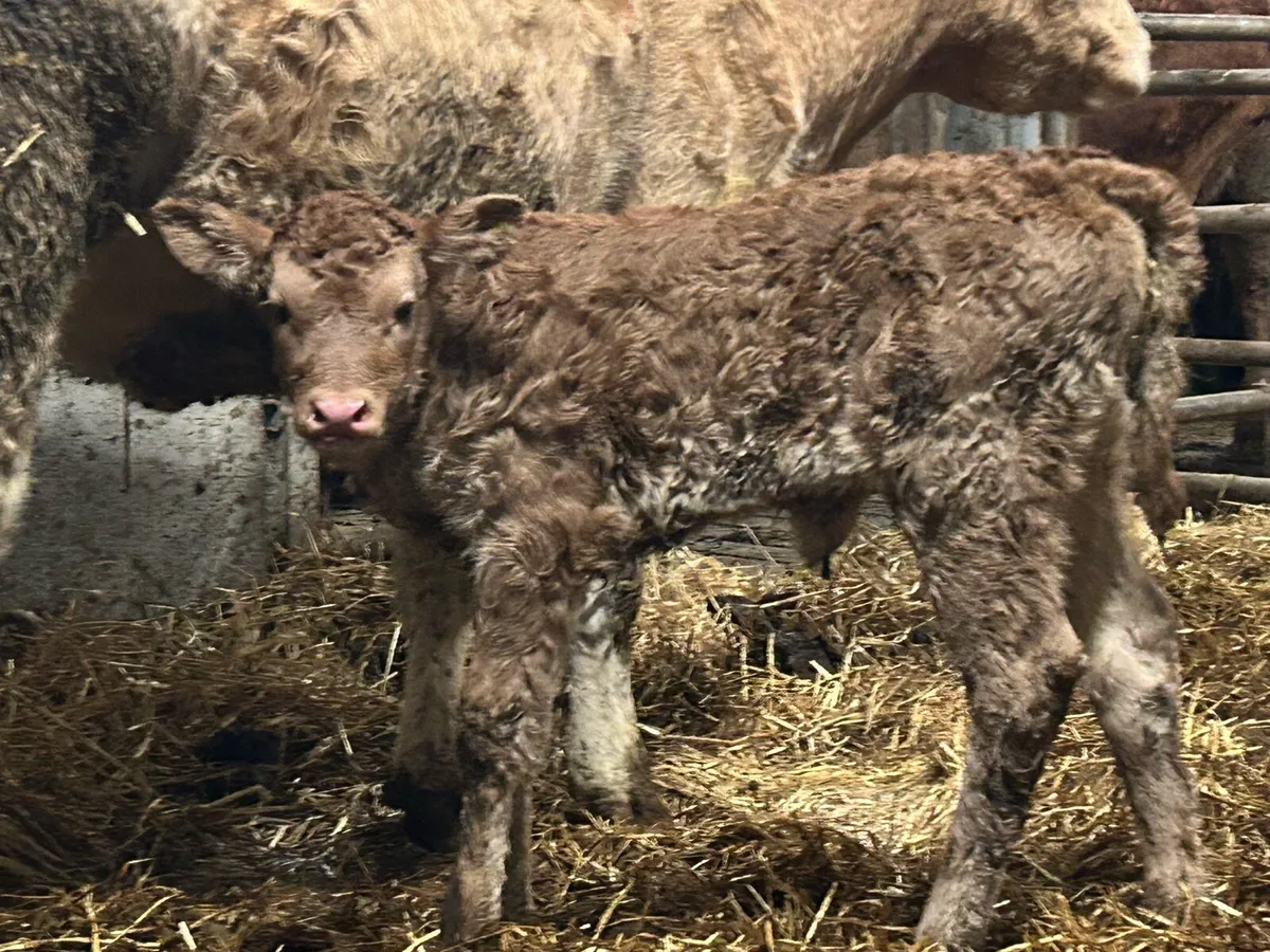 First calved heifer and heifer calf - Image 2