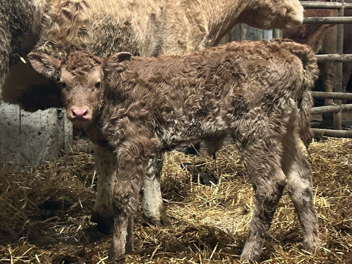 First calved heifer and heifer calf - Image 3
