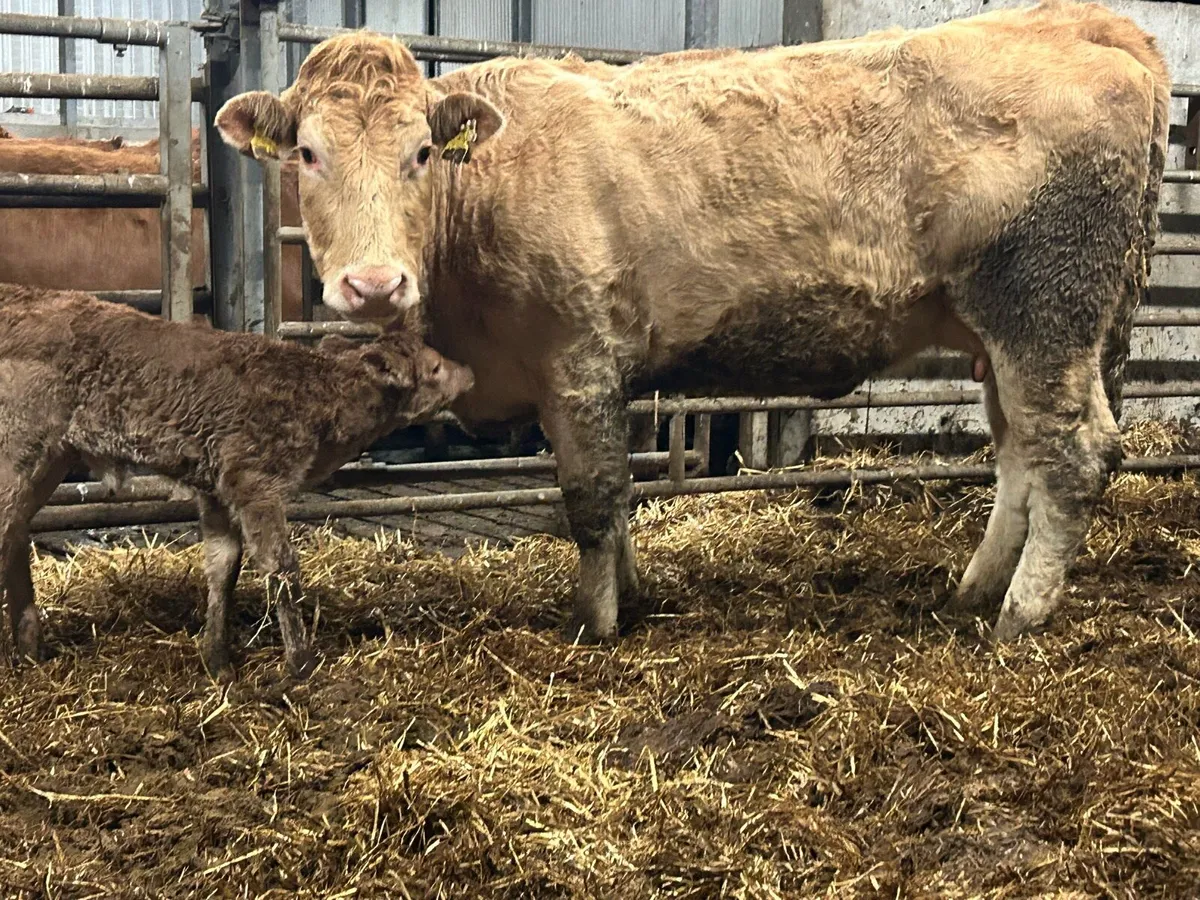 First calved heifer and heifer calf - Image 1