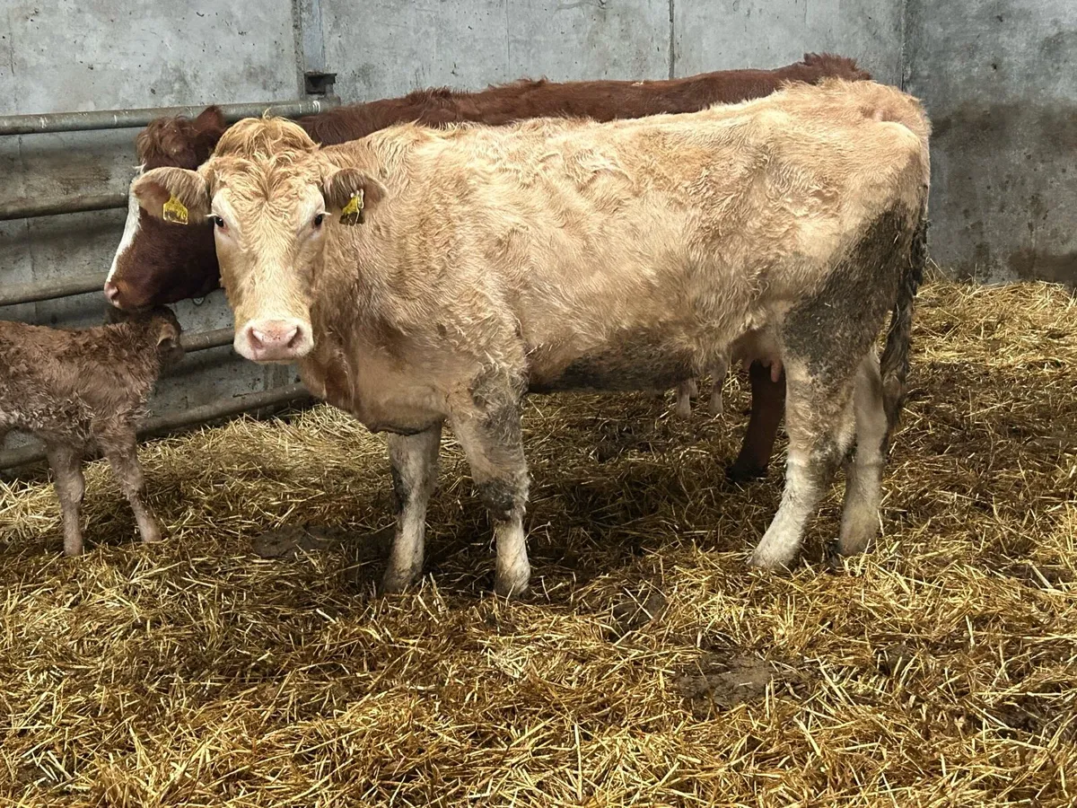 First calved heifer and heifer calf - Image 4