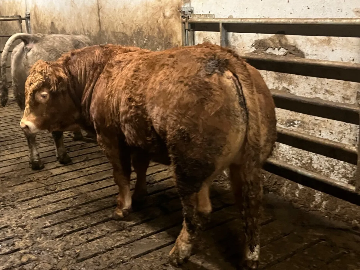 PB Limousin Bull - Image 2