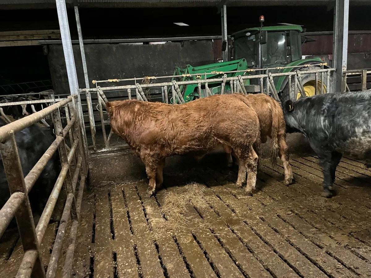 PB Limousin Bull - Image 1