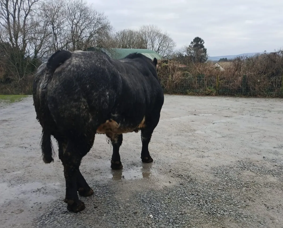 Hybrid Blue Bull - Image 2