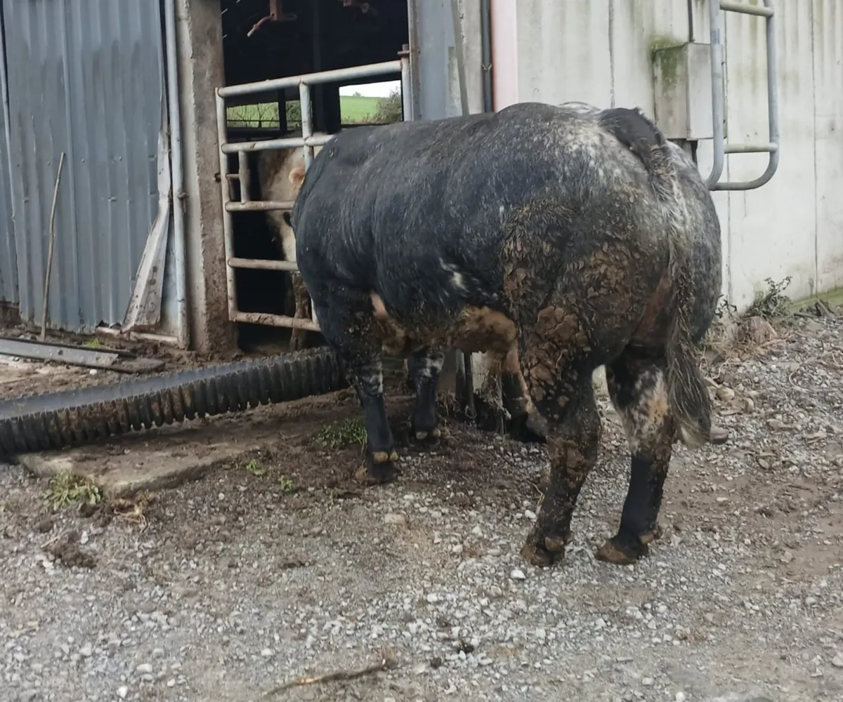 Hybrid Blue Bull - Image 3