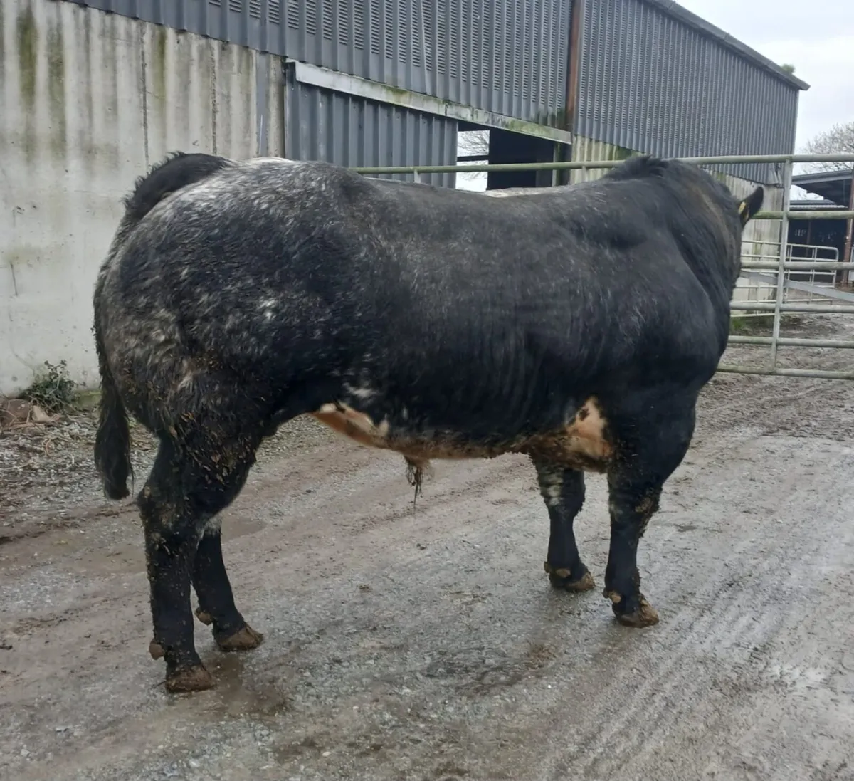 Hybrid Blue Bull - Image 4