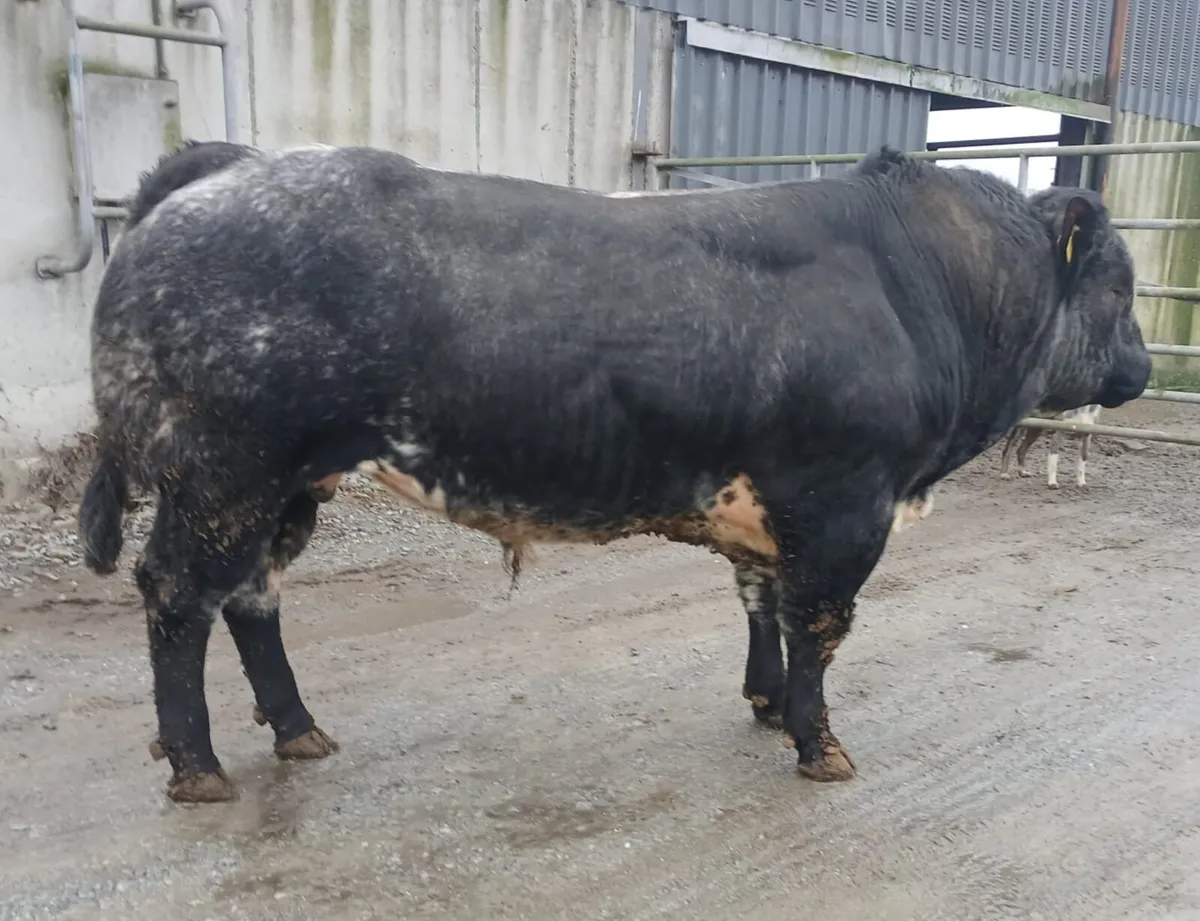 Hybrid Blue Bull - Image 1