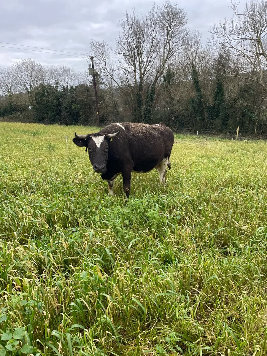 Organic cows - Image 1