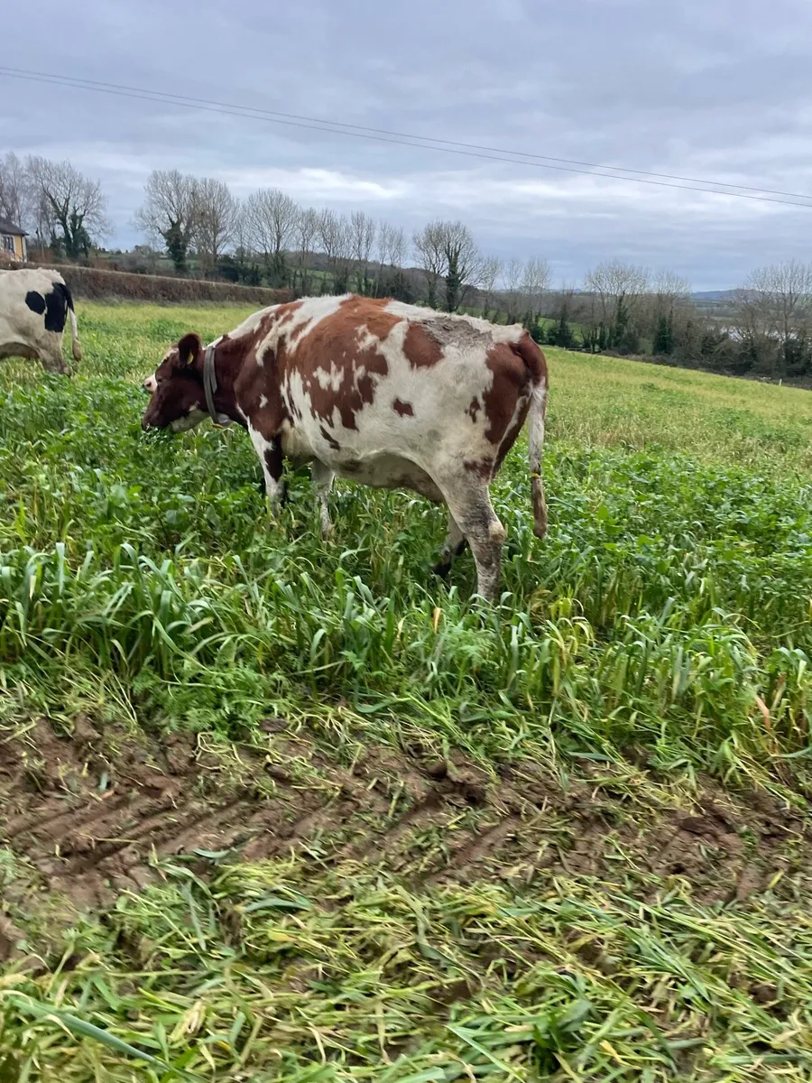 Organic cows - Image 2