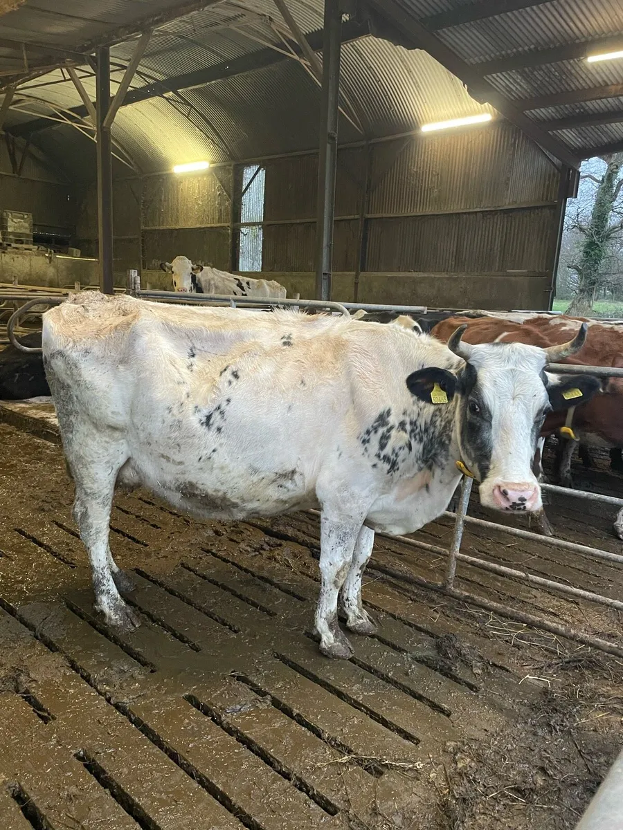 Organic cows - Image 3