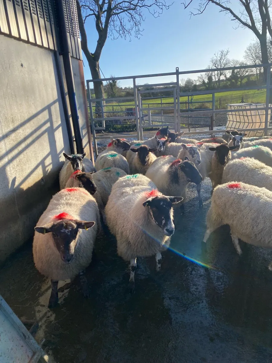 2 year olds - Image 1