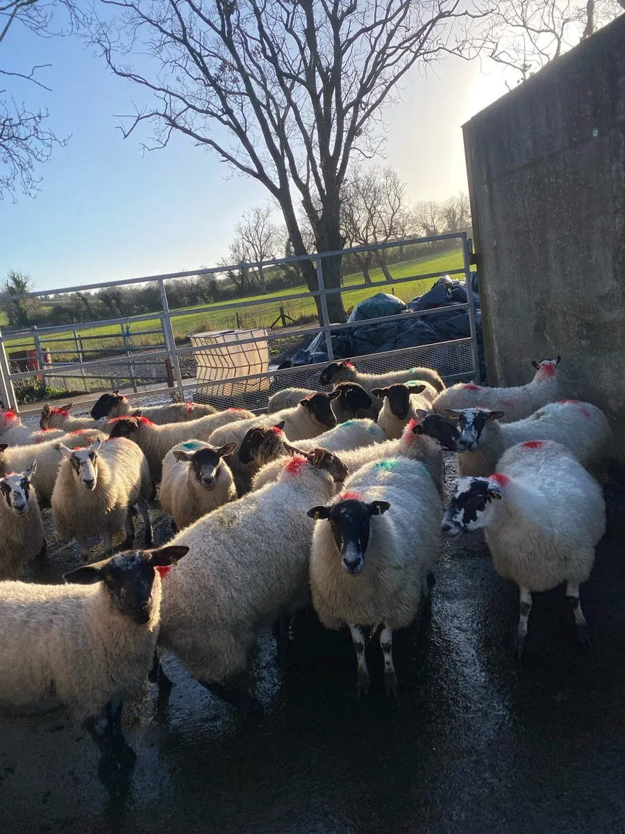 2 year olds - Image 2