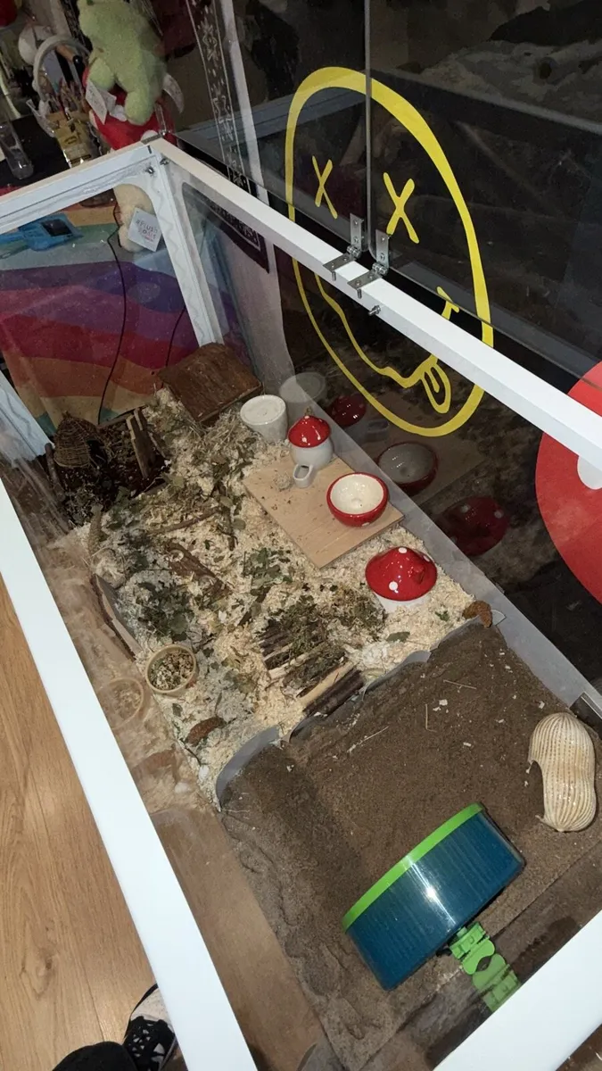 Dwarf Hamster for Adoption - Image 2