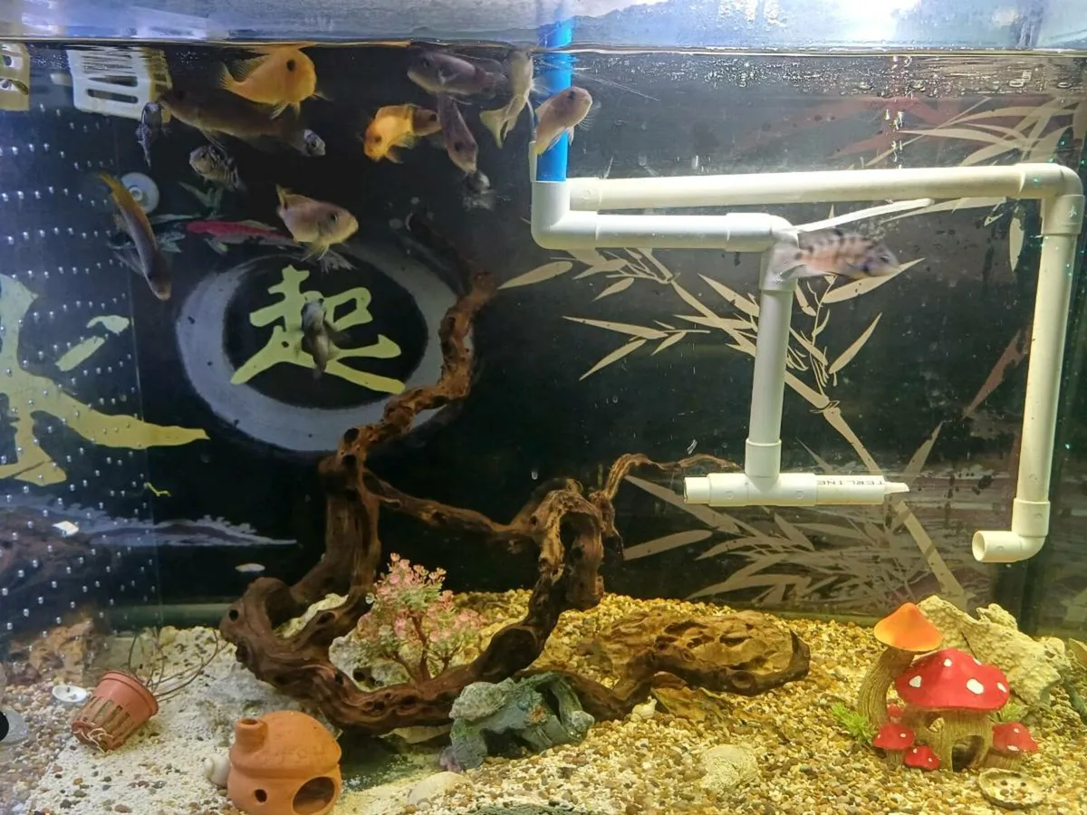 fish tank - Image 4