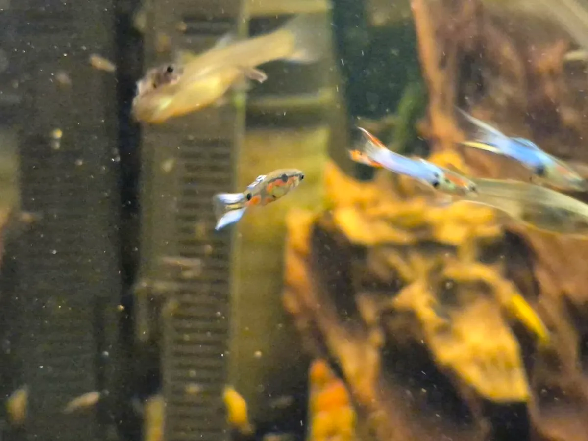 Endler Guppies - Image 3