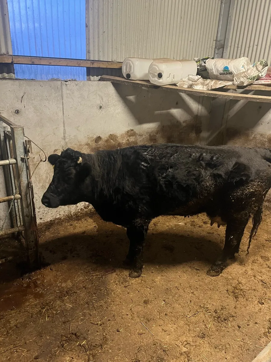 Foster Cow Westport - Image 2