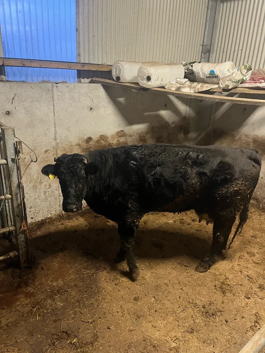 Foster Cow Westport - Image 3