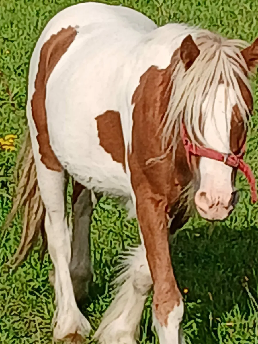 3yo gelding to make 13.2hh..passported - Image 1