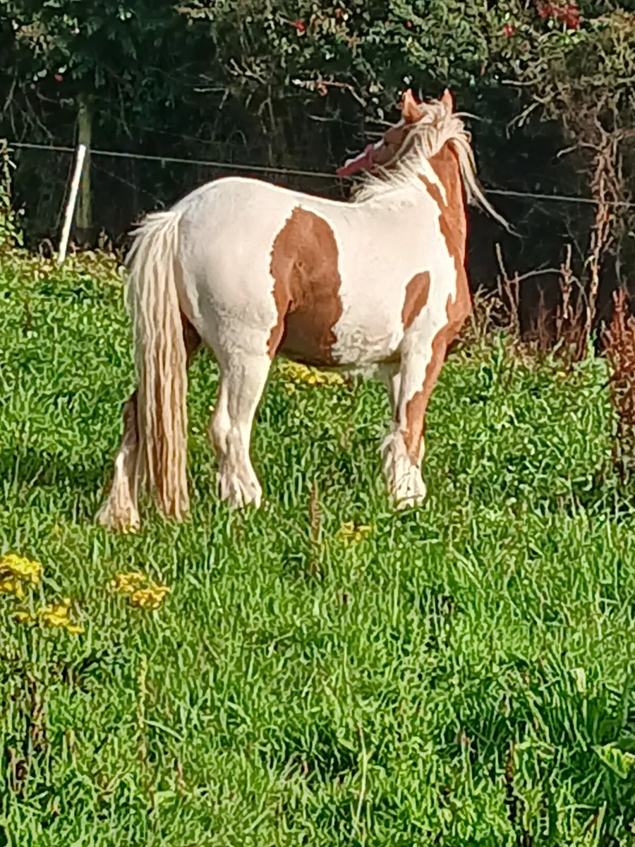 3yo gelding to make 13.2hh..passported - Image 3