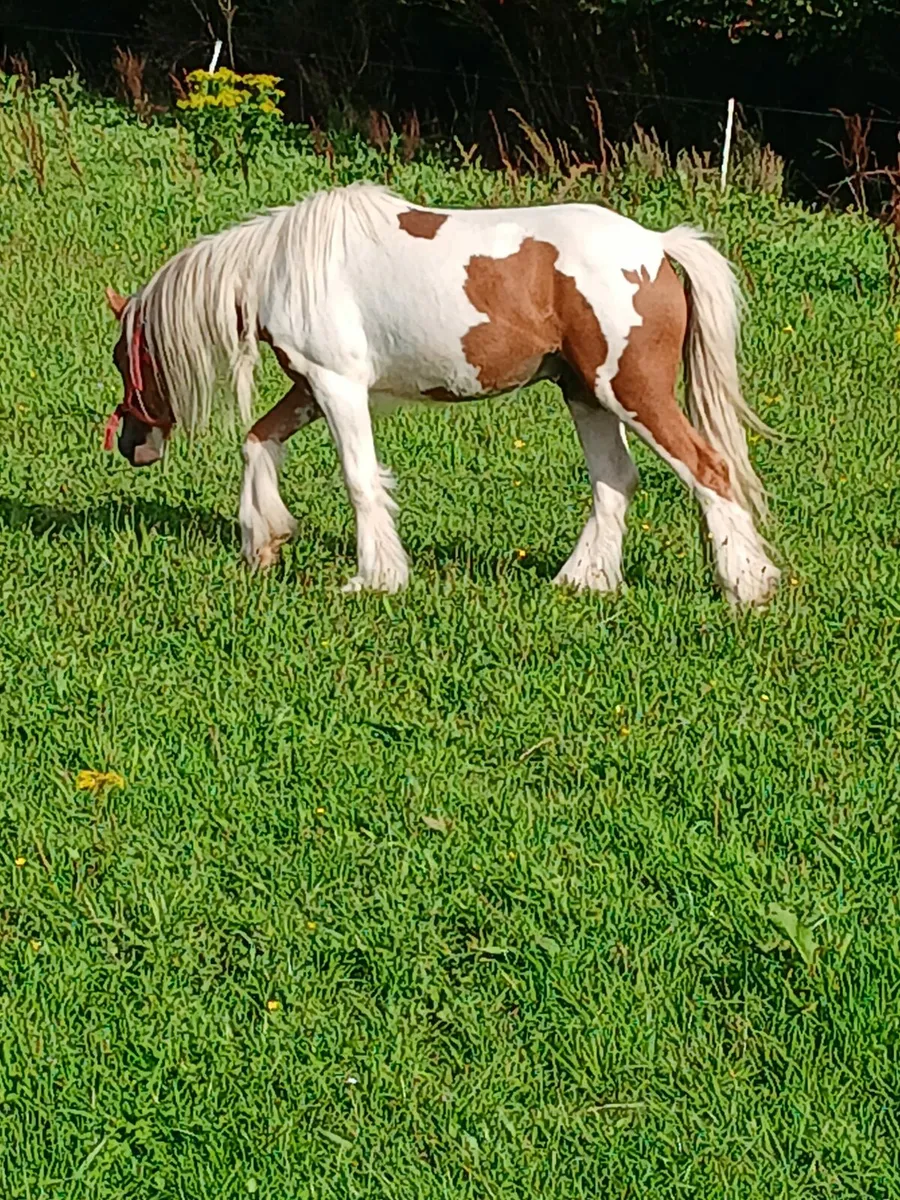 3yo gelding to make 13.2hh..passported - Image 4