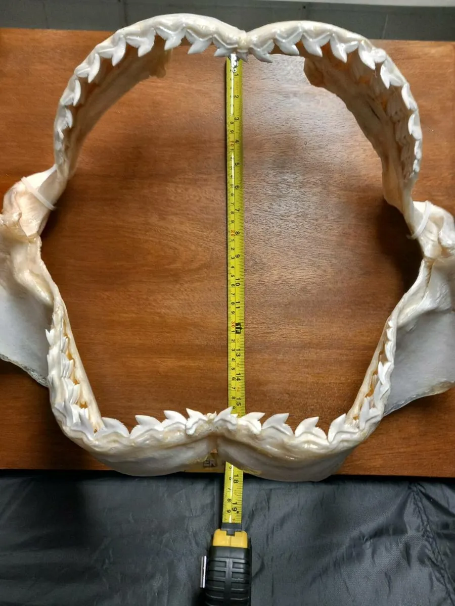 Tiger shark jaw 19 inches wide - Image 1