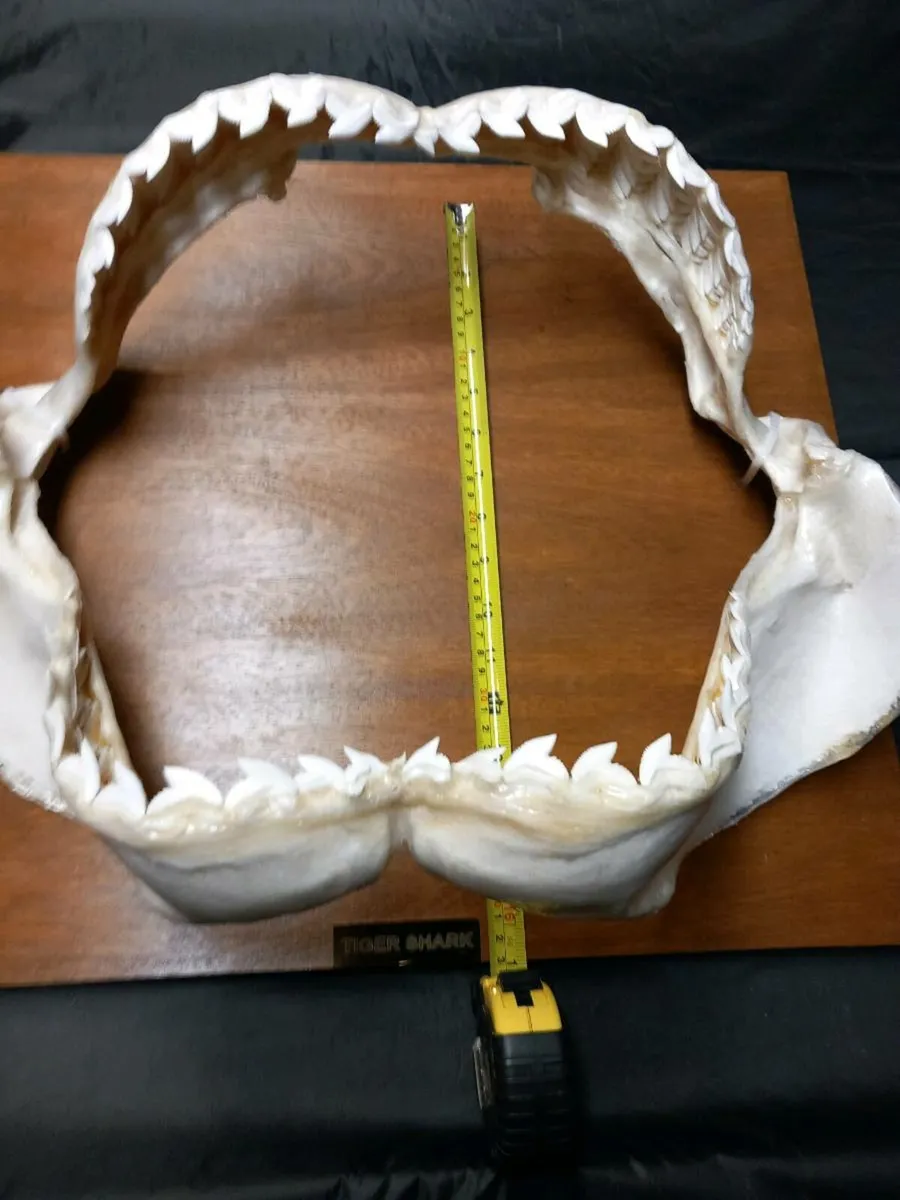 Tiger shark jaw 19 inches wide - Image 2