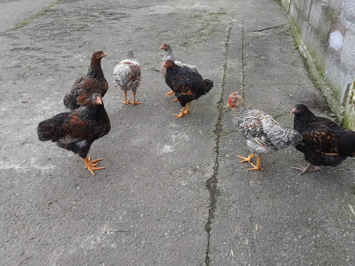 Hens ,Indian runners &  looking for chinese goose - Image 1
