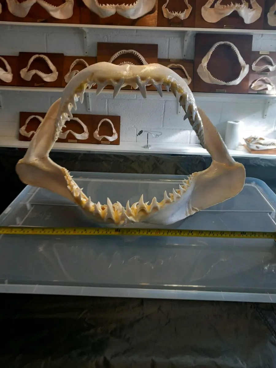 Mako shark jaw 24 inch wide - Image 1