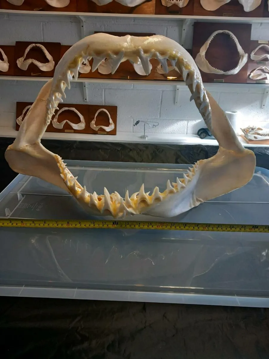 Mako shark jaw 24 inch wide - Image 2