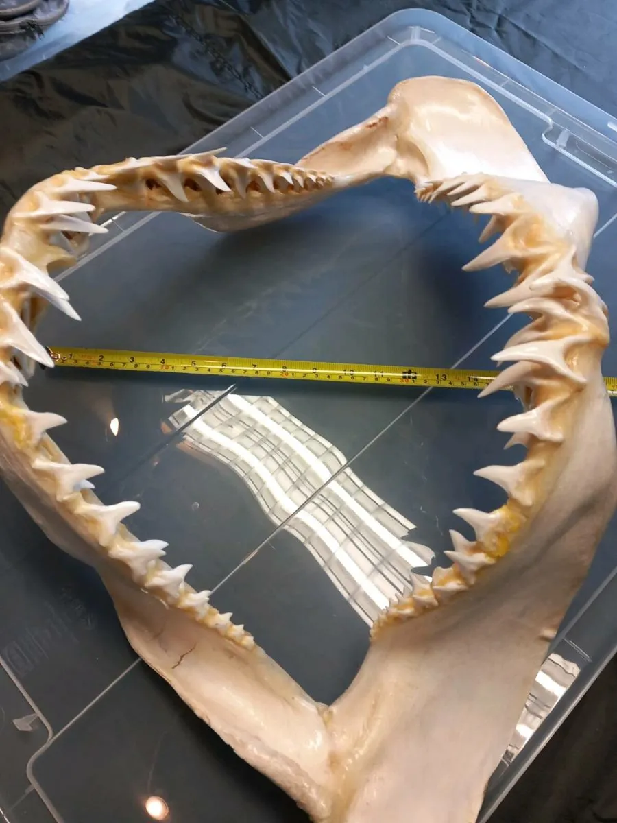 Mako shark jaw 24 inch wide - Image 4