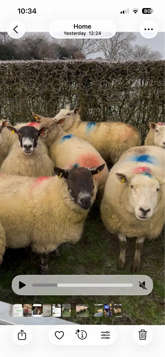 Inlamb ewes - Image 1