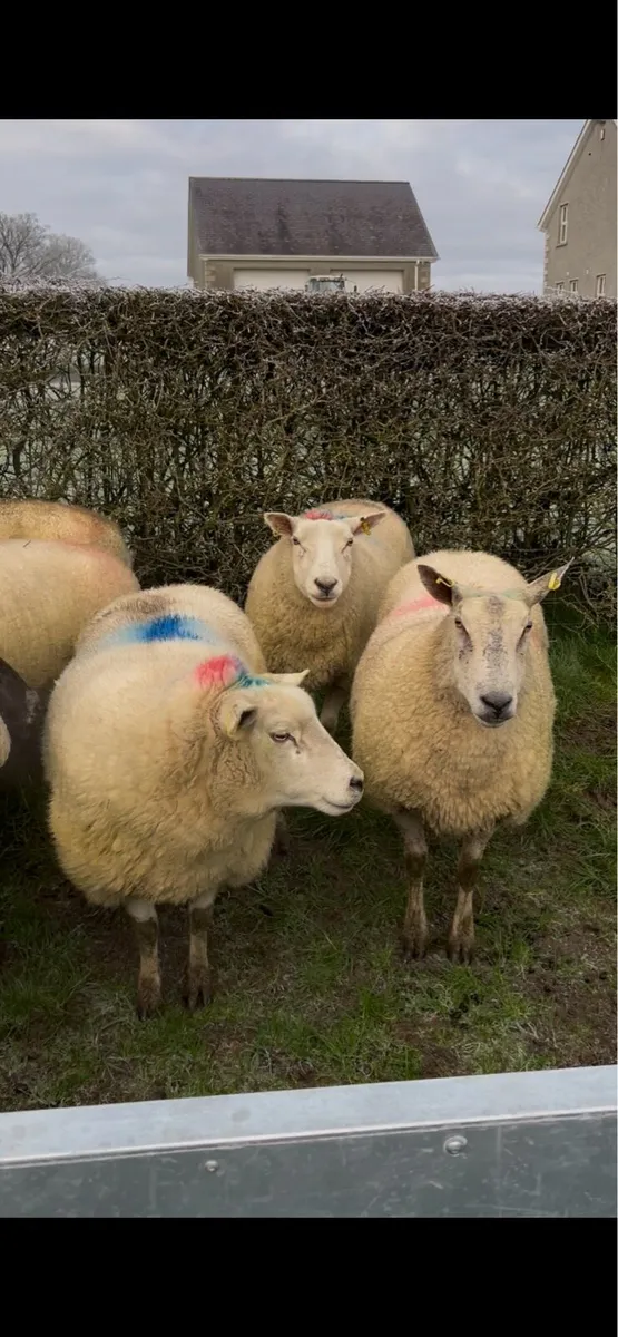 Inlamb ewes - Image 2