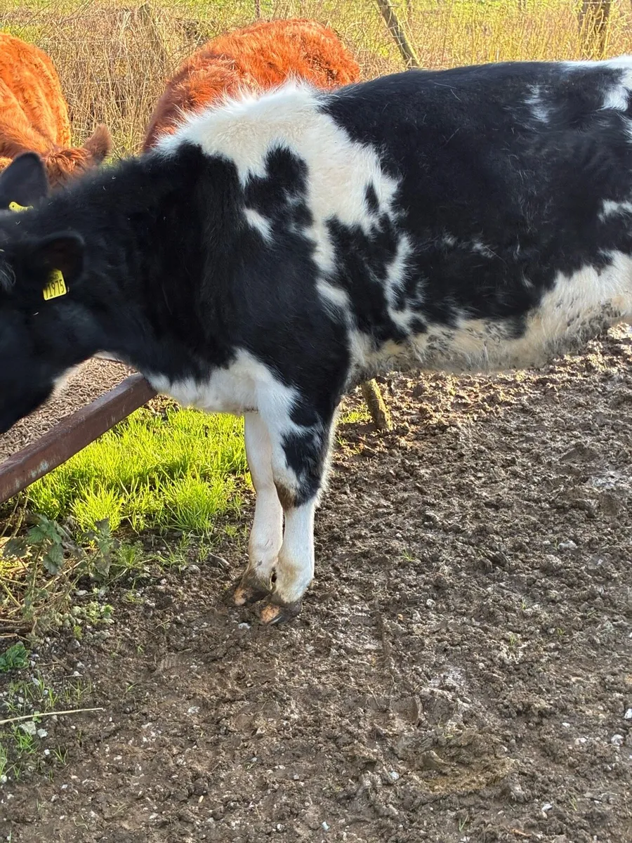 6 SUPER QUALITY HEIFER WEANLINGS - Image 2