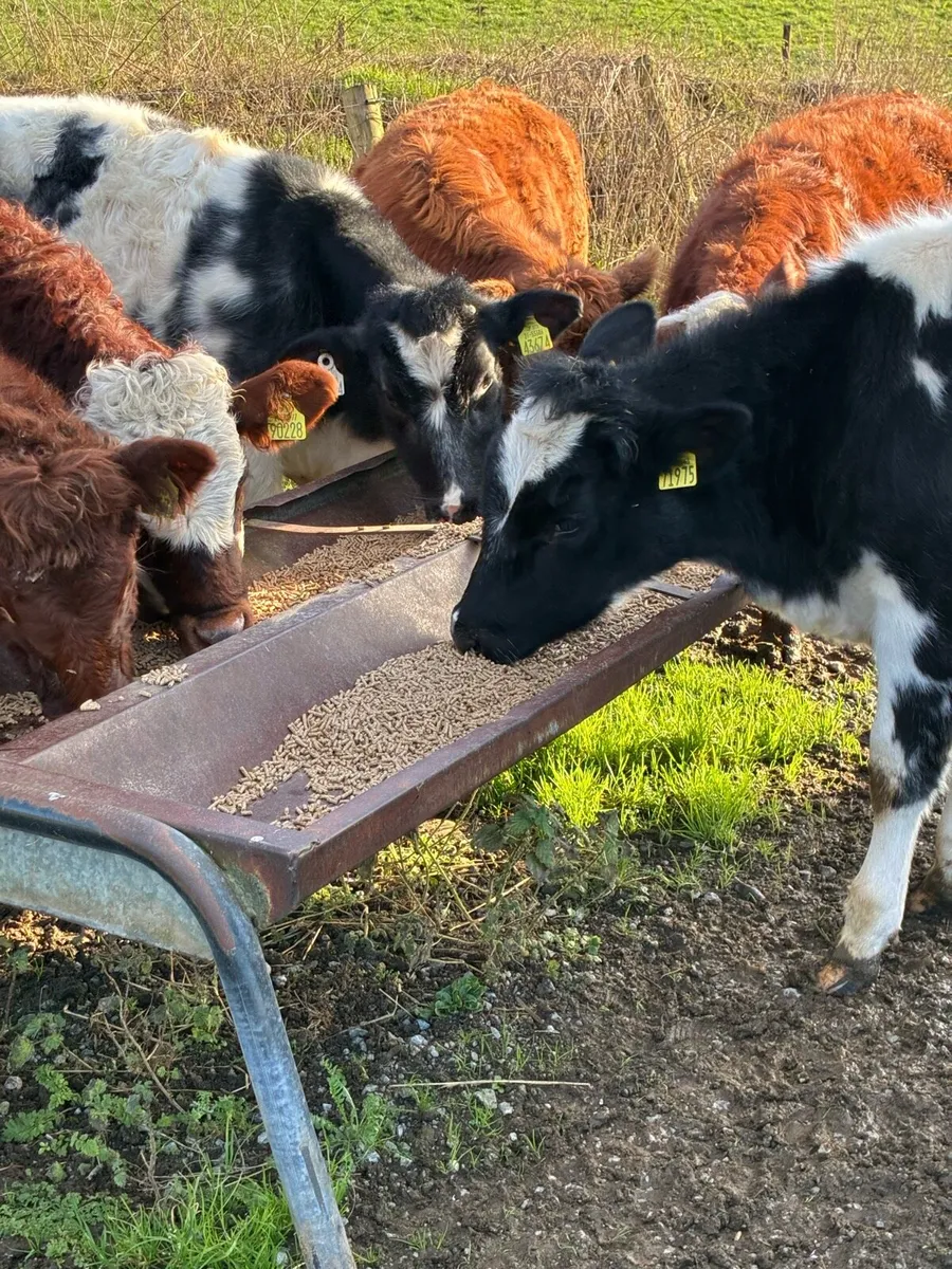 6 SUPER QUALITY HEIFER WEANLINGS - Image 3