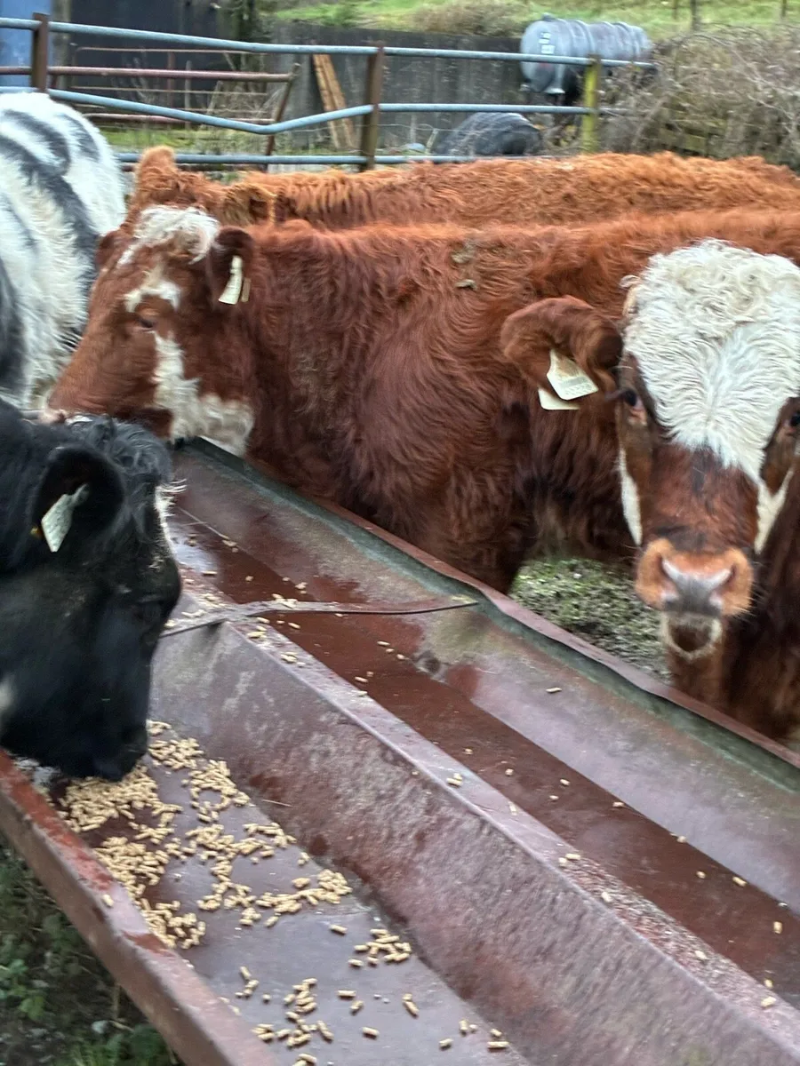 6 SUPER QUALITY HEIFER WEANLINGS - Image 1