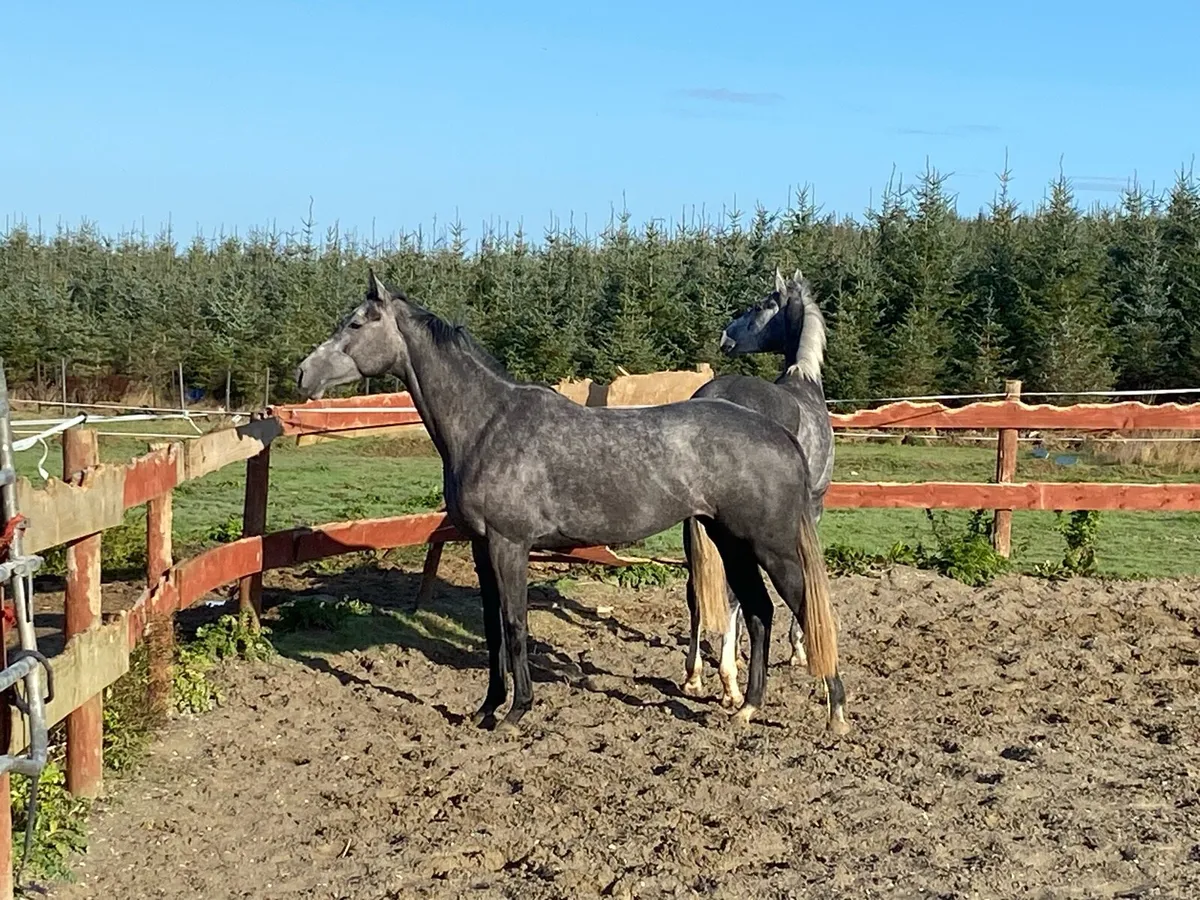 Equine sports therapist