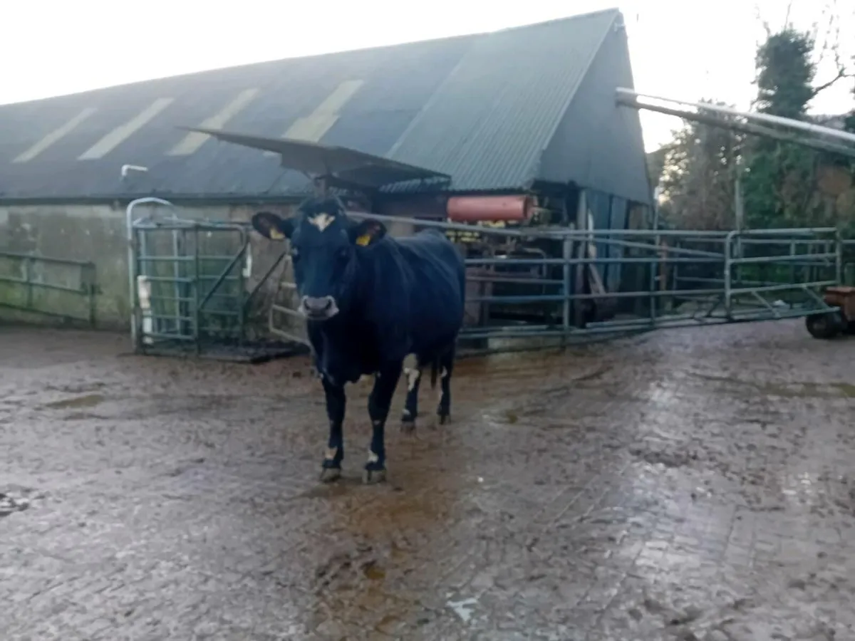 Incalf dairy heifier - Image 1