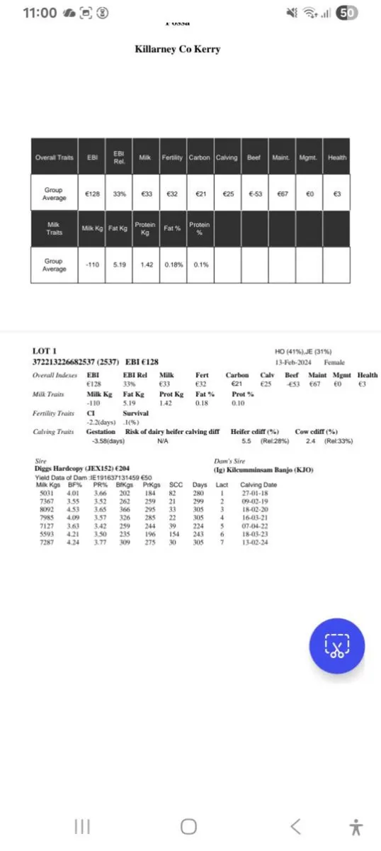Incalf dairy heifier - Image 4