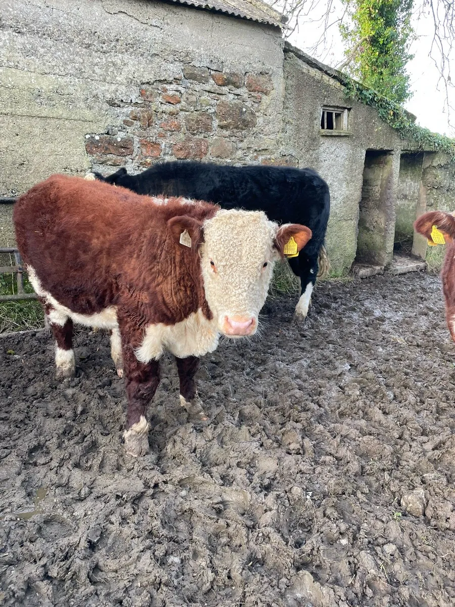 GET READY FOR SPRING - Pedigree Hereford bulls - Image 2