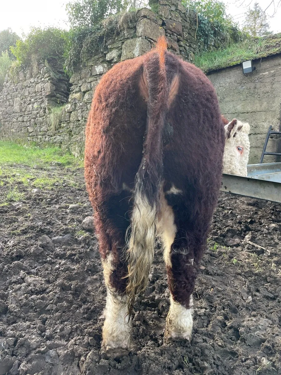 GET READY FOR SPRING - Pedigree Hereford bulls - Image 3