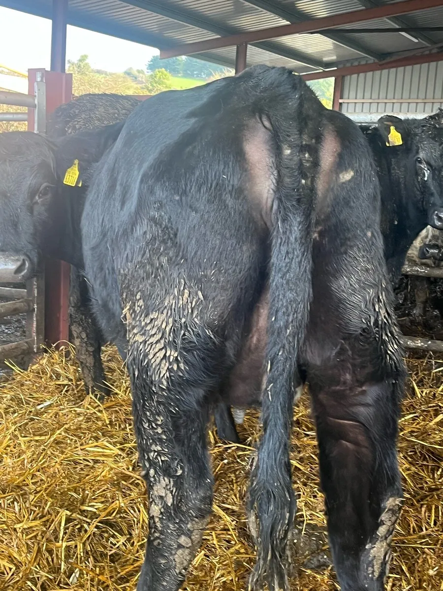 SUPER ANGUS SPRINGERS - Image 1