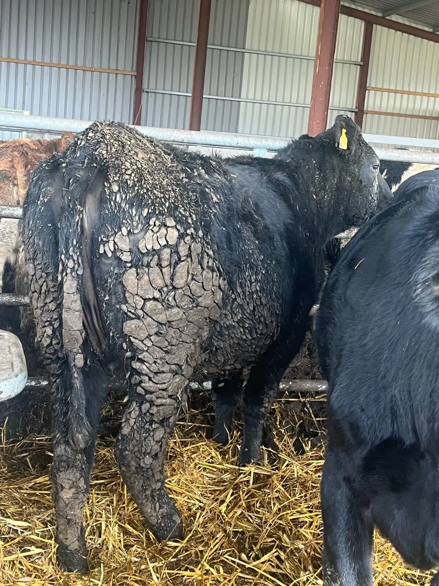 SUPER ANGUS SPRINGERS - Image 2